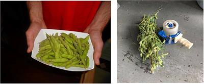 Investigating Consumer Demand and Willingness to Pay for Fresh, Local, Organic, and “On-the-Stalk” Edamame
